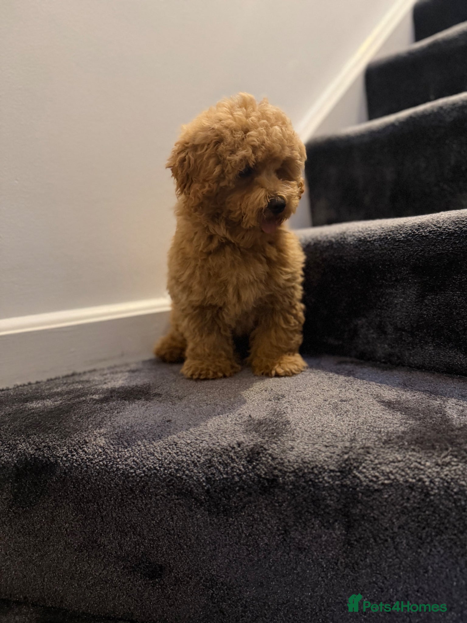Maltipoo dogs for sale: Beautiful Red Maltipoo puppies for sale  - Advert 3