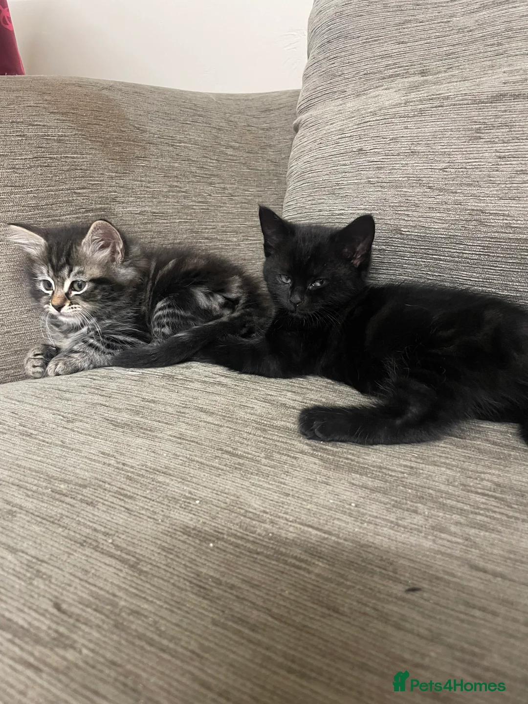 Mixed Breed cats for sale: 2 Tabby Kittens and 1 Black kitten for sale in Guildford - Advert 6