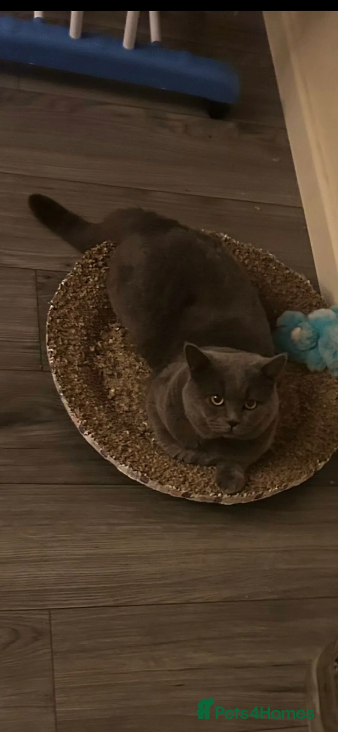 British Shorthair cats for stud: Stud Pedigree Actice Available, Friendly Gentle - Advert 16