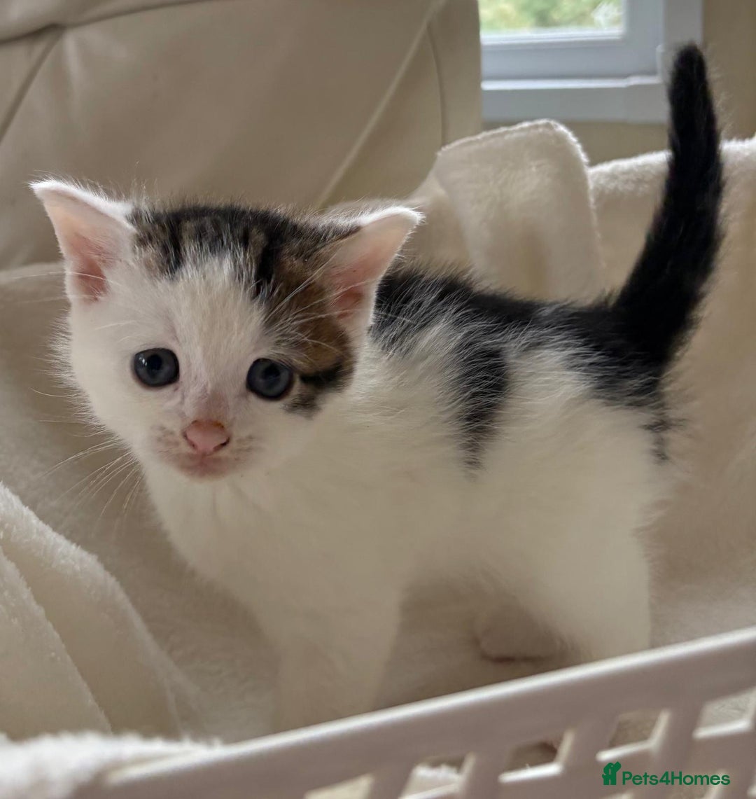 British Shorthair cats for sale: British Shorthair Kittens!  - Image 10