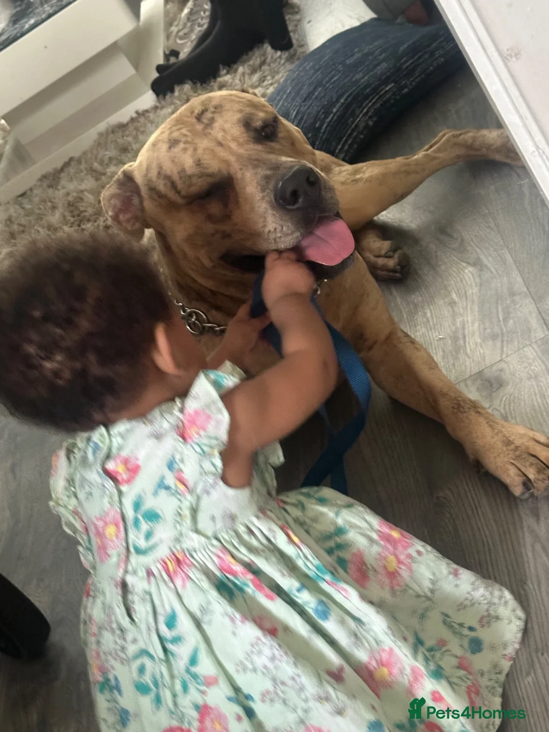 Mixed Breed dogs for sale: King simba  - Advert 6