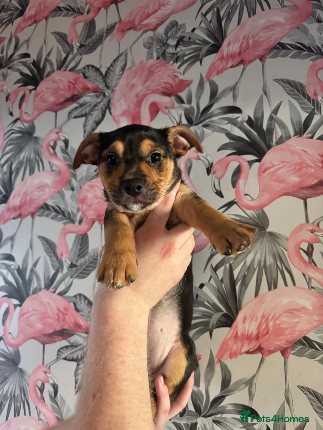 Mixed Breed dogs for sale: Beautiful British bulldog/Yorkie puppy - Advert 2