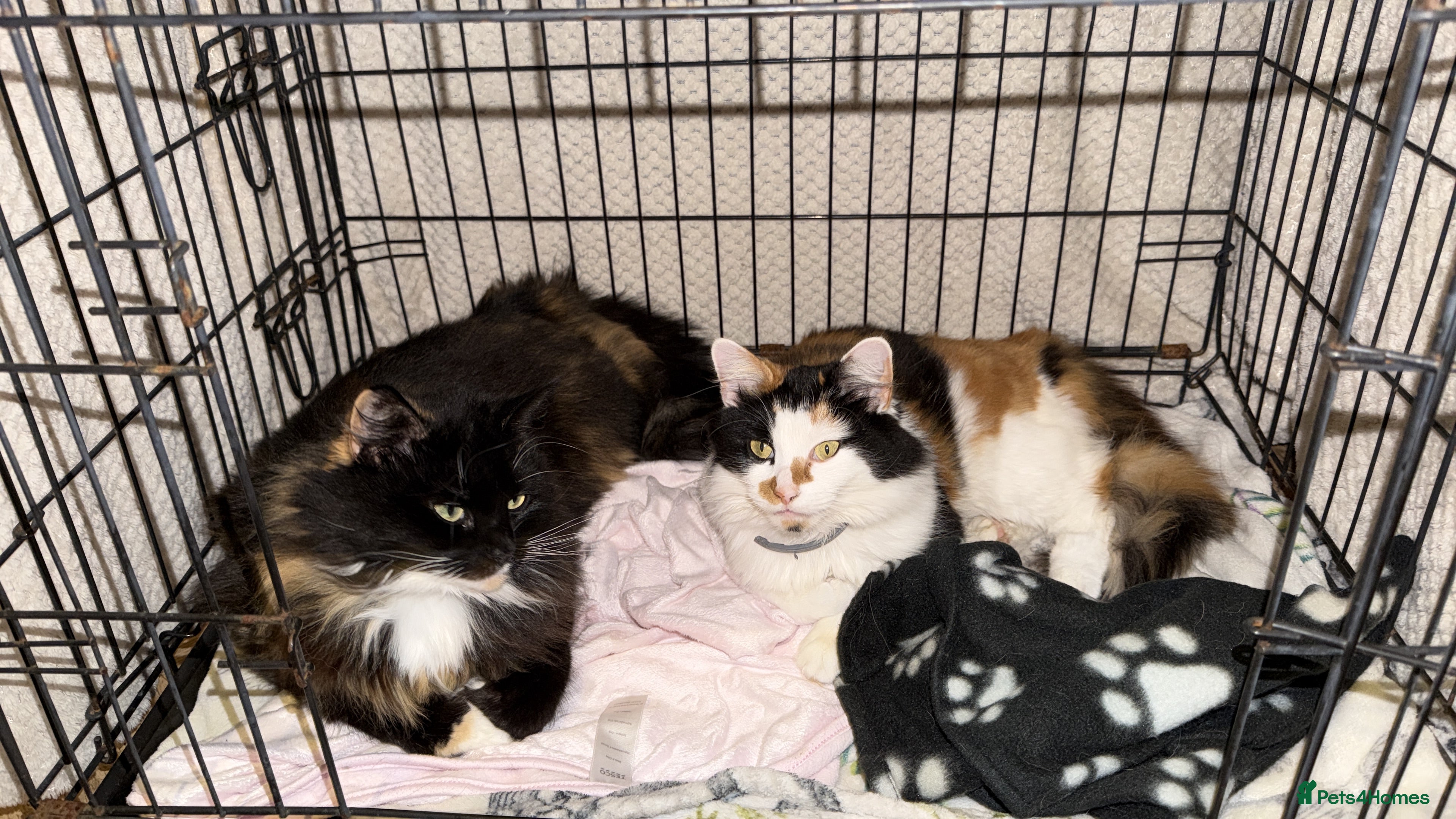 Mixed Breed cats Mango and Mable  - Advert 1