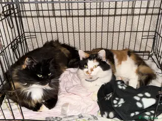 Mixed Breed cats Mango and Mable - Advert 1