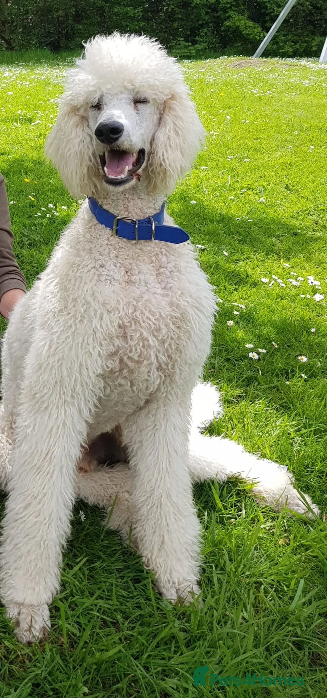 Standard Poodle dogs for stud: KC Registered standard poodle stud - Advert 4