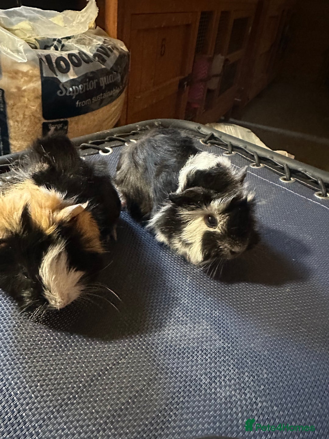 Guinea Pig rodents for sale: 2 Handsome male baby guinea pigs. - Advert 4