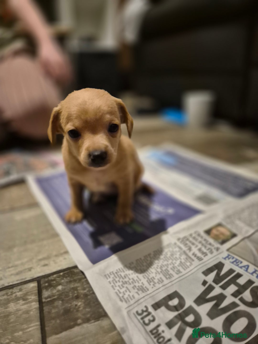 Chipoo dogs for sale: Beautiful chipoo puppys  - Advert 34