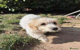 Cavapoo dogs for adoption: Mochi - Hingham Norfolk  - Image 4