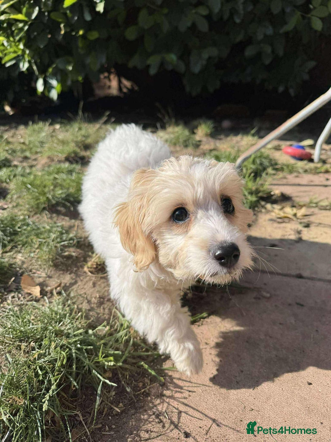 Cavapoo dogs for adoption: Mochi - Hingham Norfolk  - Image 4