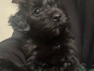 Toy Poodle dogs Silver/phantom toy poodle x in Fleet - Advert 3