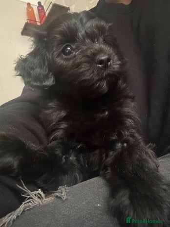 Toy Poodle dogs Silver/phantom toy poodle x in Fleet - Advert 1