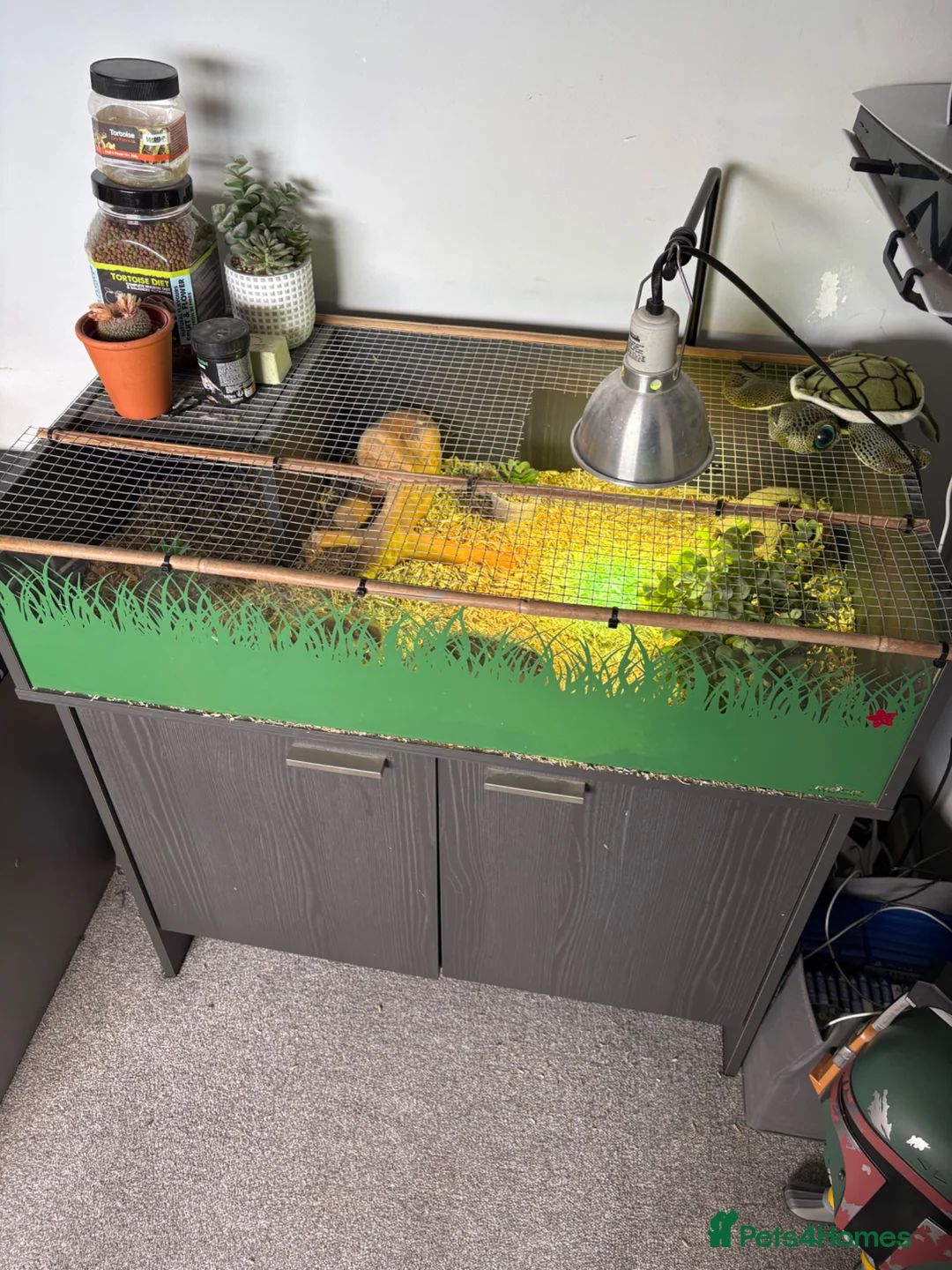 Hermann Tortoise reptiles for sale: Dwarf Hermanns Tortoise - Advert 2