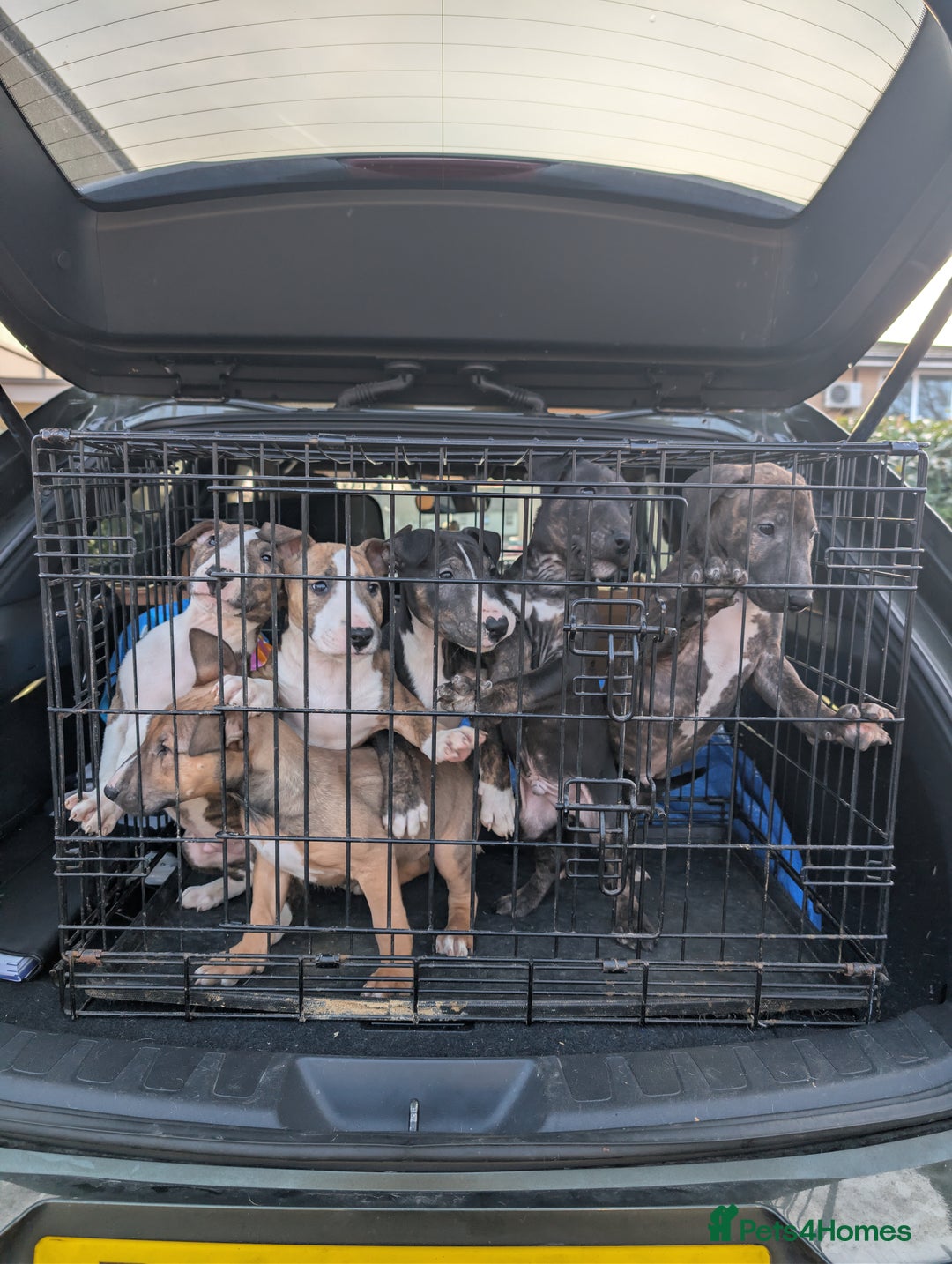 English Bull Terrier dogs for sale: Working line English bull terriers  - Advert 3