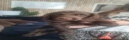 Sprocker dogs for sale: Sprocker Puppies ready now  - Advert 8