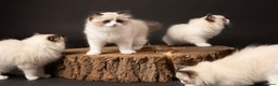 Ragdoll cats for sale: Champion Lines - Ragdoll Kittens - Advert 27