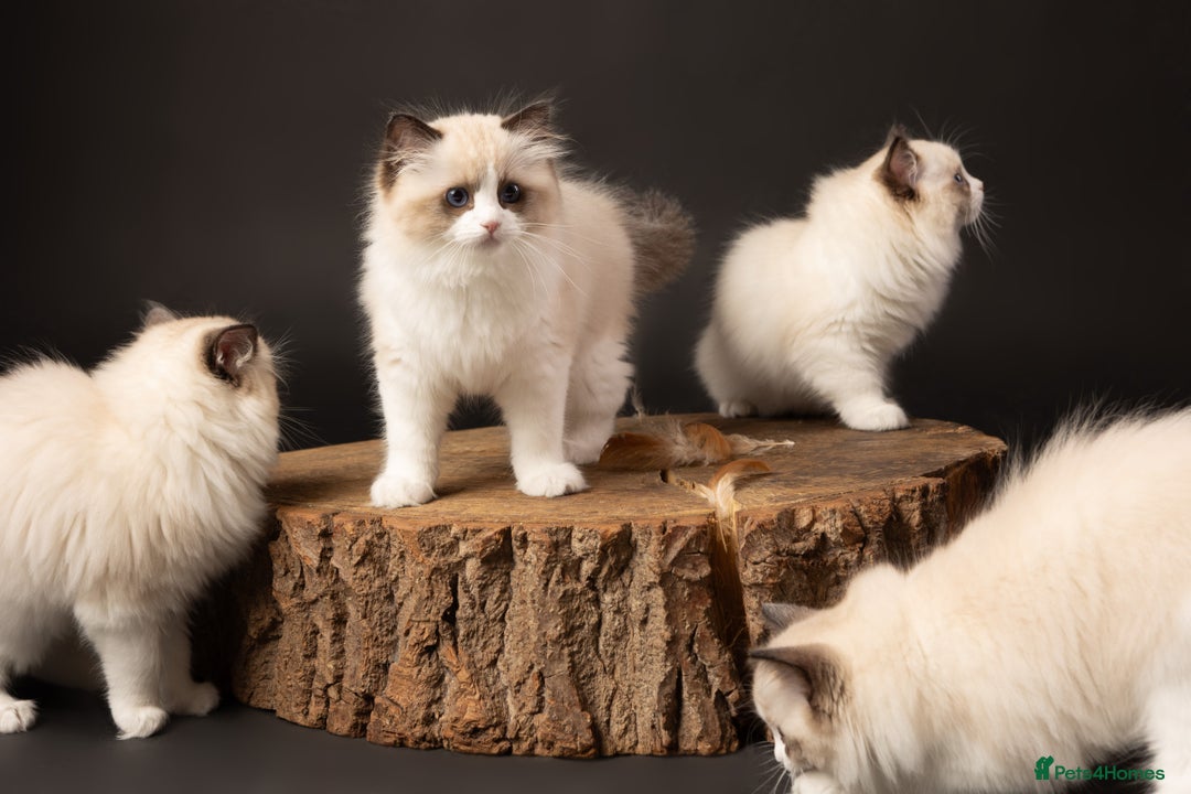 Ragdoll cats for sale: Champion Lines - Ragdoll Kittens - Advert 27