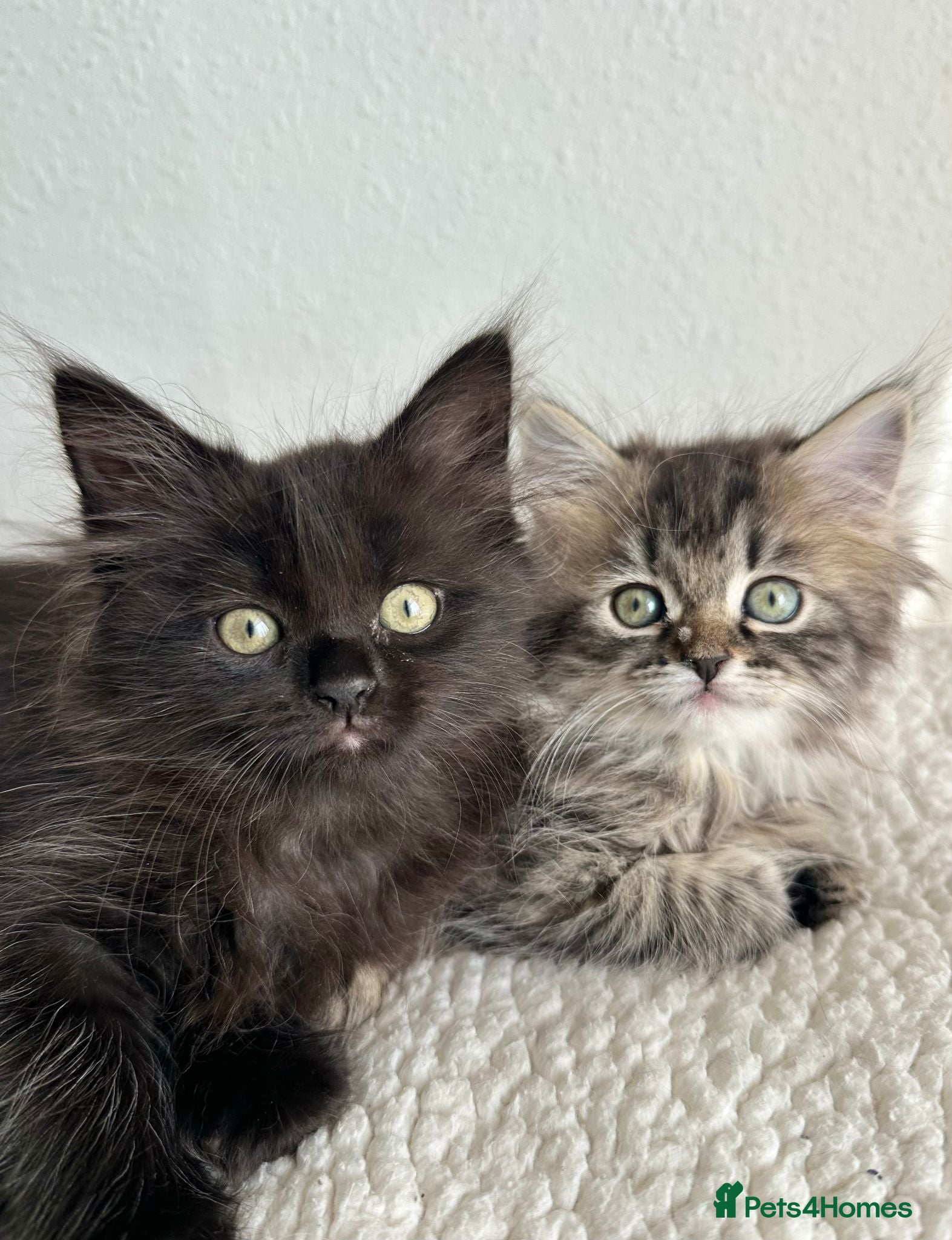 Siberian cats Beautiful Siberian Kittens - Advert 2