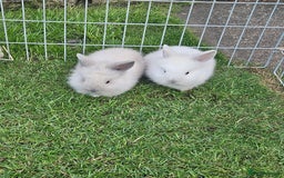 Lionhead rabbits for sale: Baby lionhead Rabbits-female ready to leave now  - Image 4