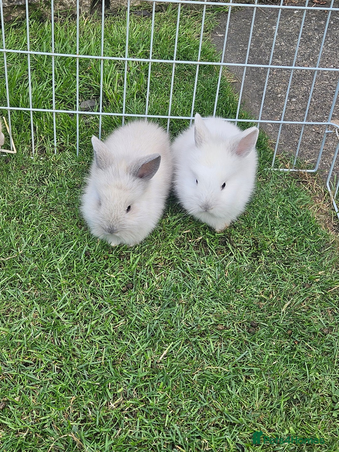 Lionhead rabbits for sale: Baby lionhead Rabbits-female ready to leave now  - Image 4