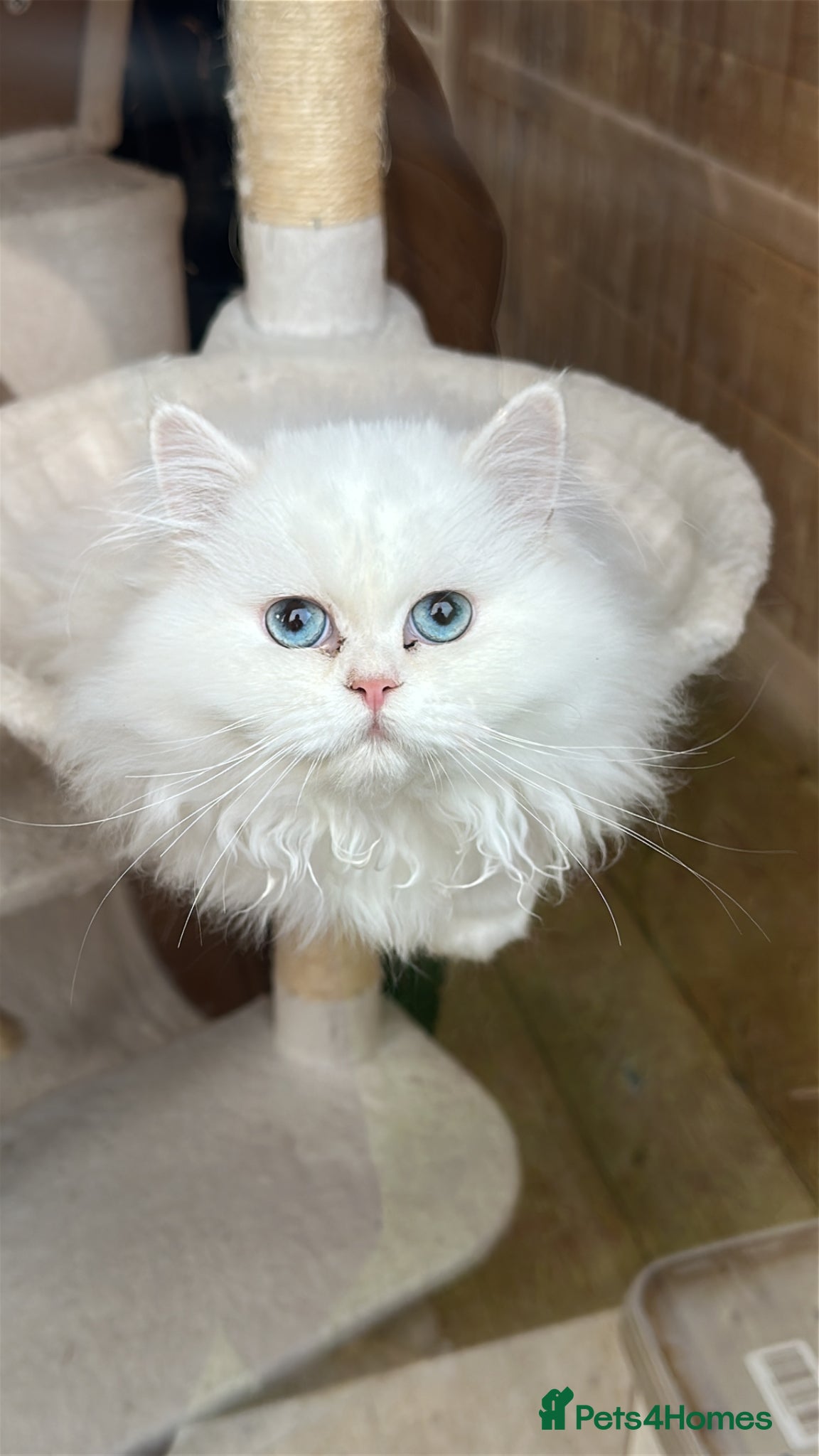 British Longhair cats British Long Hair Male - Advert 5