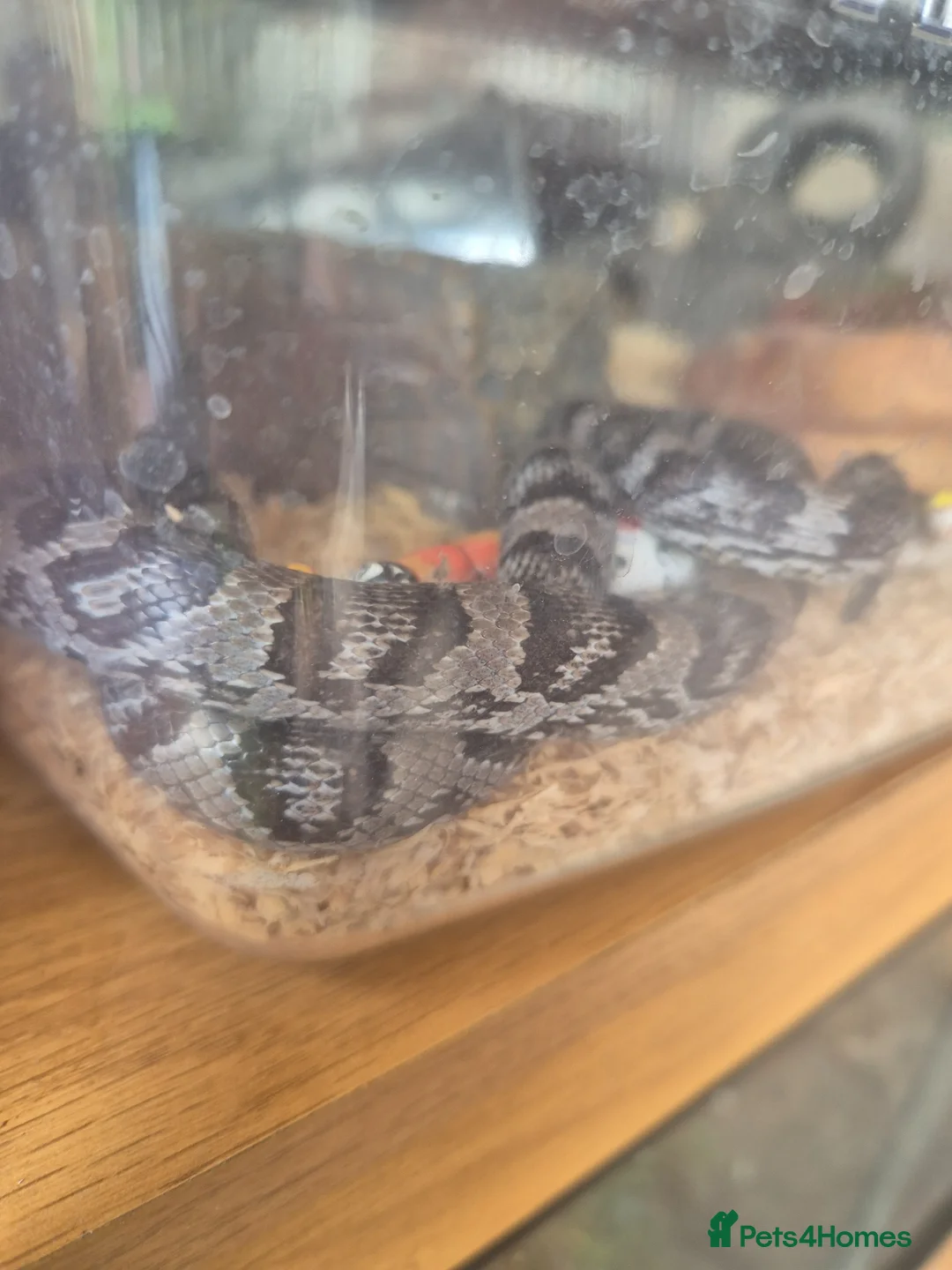 Corn Snake reptiles for sale: Corn snake 5 years old - Advert 2