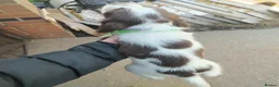 English Springer Spaniel dogs for sale: Beautiful litter of English Springer spaniels - Advert 9