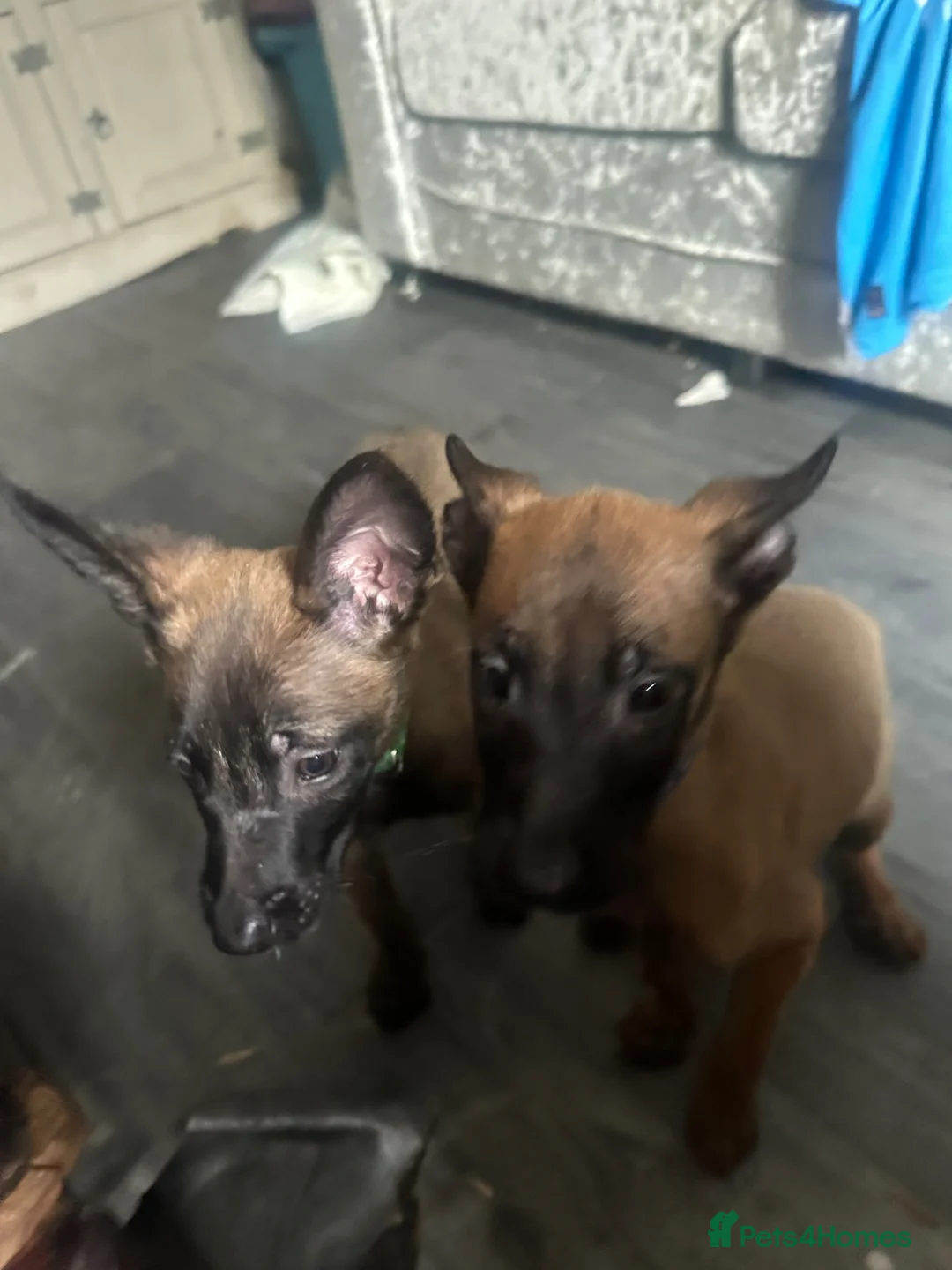Belgian Shepherd Dog dogs for sale: Puppies for sale - Advert 9