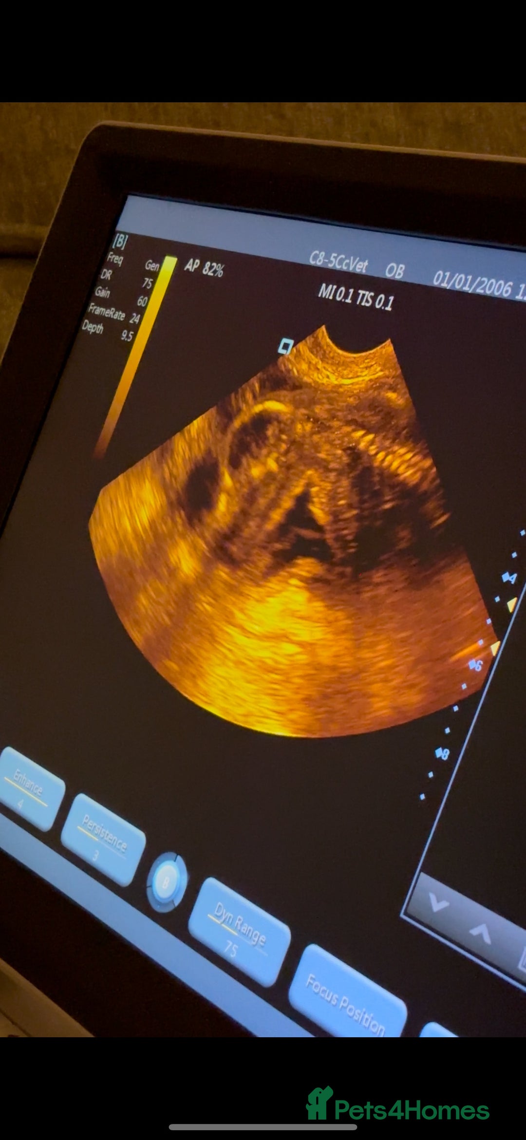 Mixed Breed dogs for sale: Golden retriever x Alaskan chow pups coming soon🐾 - Advert 5