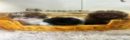 Shih Tzu dogs for sale: Fluffy Fluff Balls - Advert 5