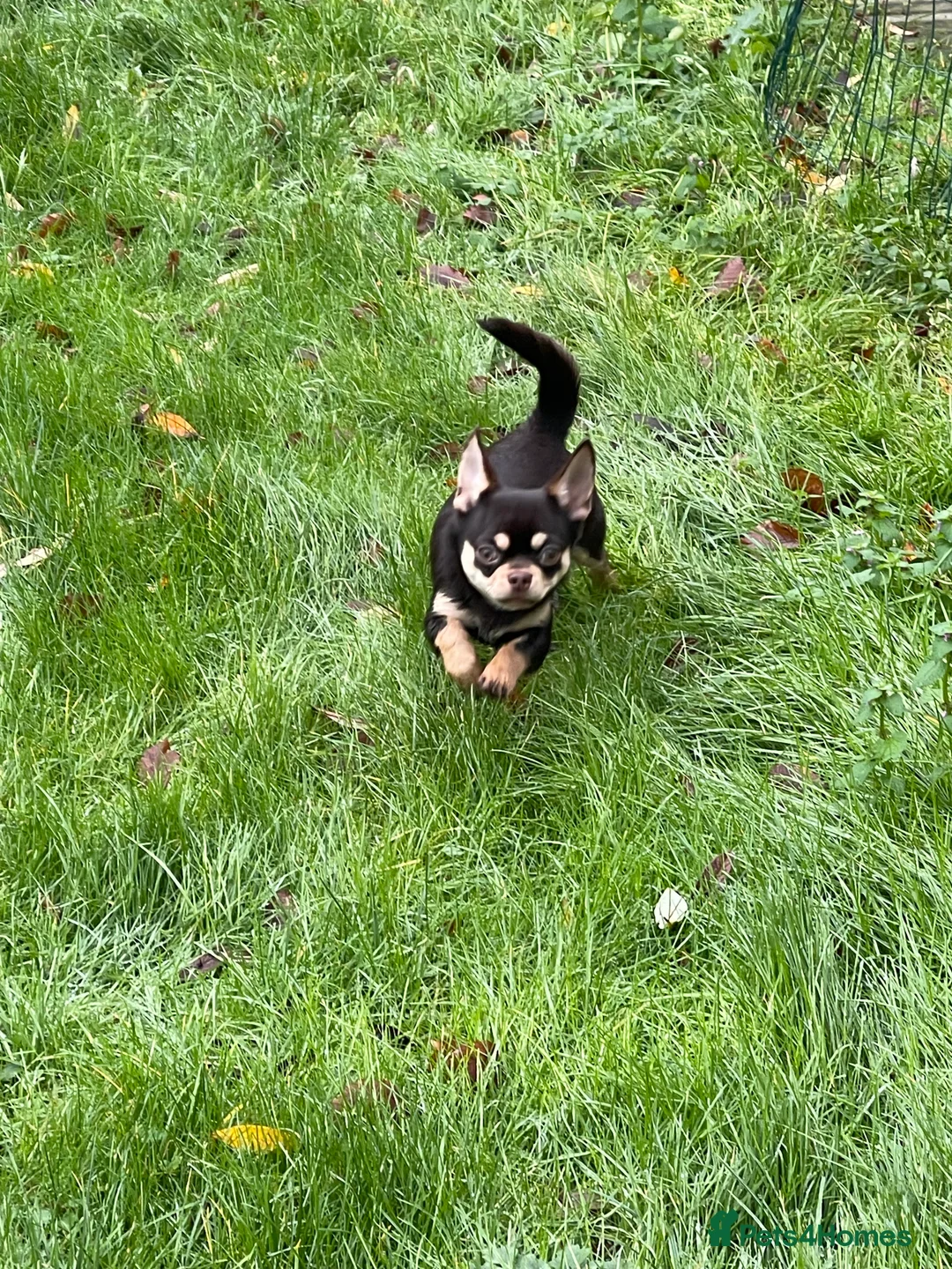 Chihuahua dogs for stud: STUNNING SMOOTH COAT CHIHUAHUA AVAILABLE AT STUD in Grays - Advert 3