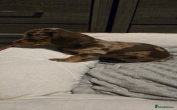 Dachshund dogs for sale: Miniture smooth haired dachshund - Image 6