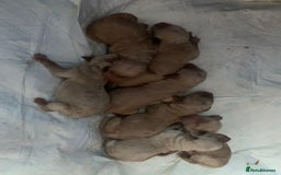 Poodle dogs for stud: FOR STUD Moyen Poodle (proven)  in Northampton - Image 33
