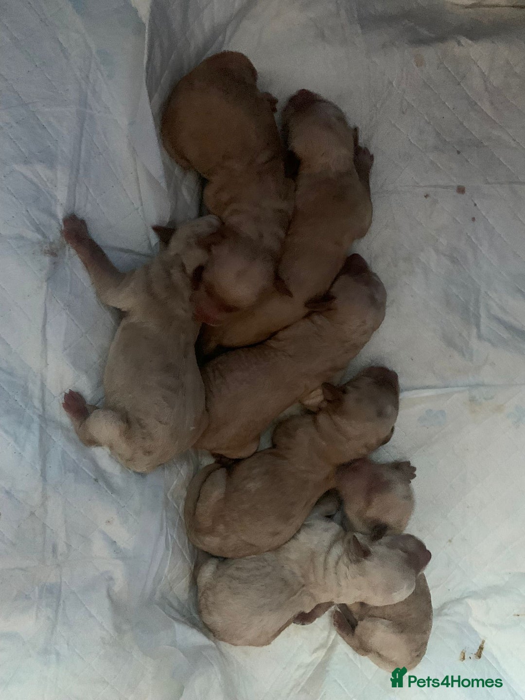 Poodle dogs for stud: FOR STUD Moyen Poodle (proven)  in Northampton - Image 33