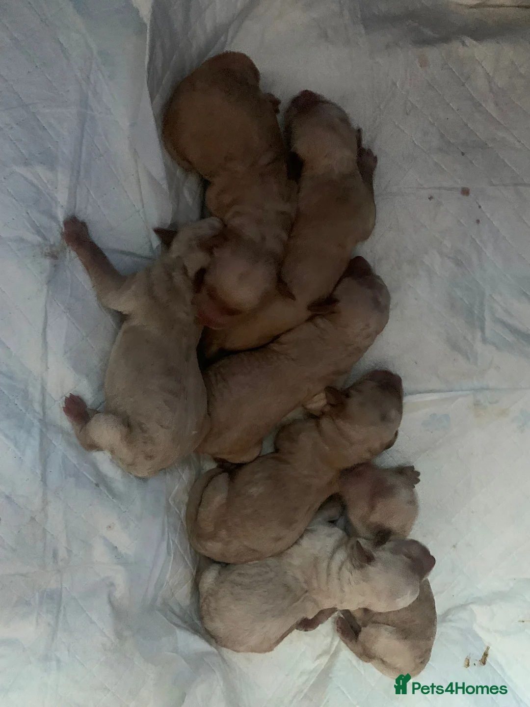 Poodle dogs for stud: FOR STUD Moyen Poodle (proven)  in Northampton - Advert 33