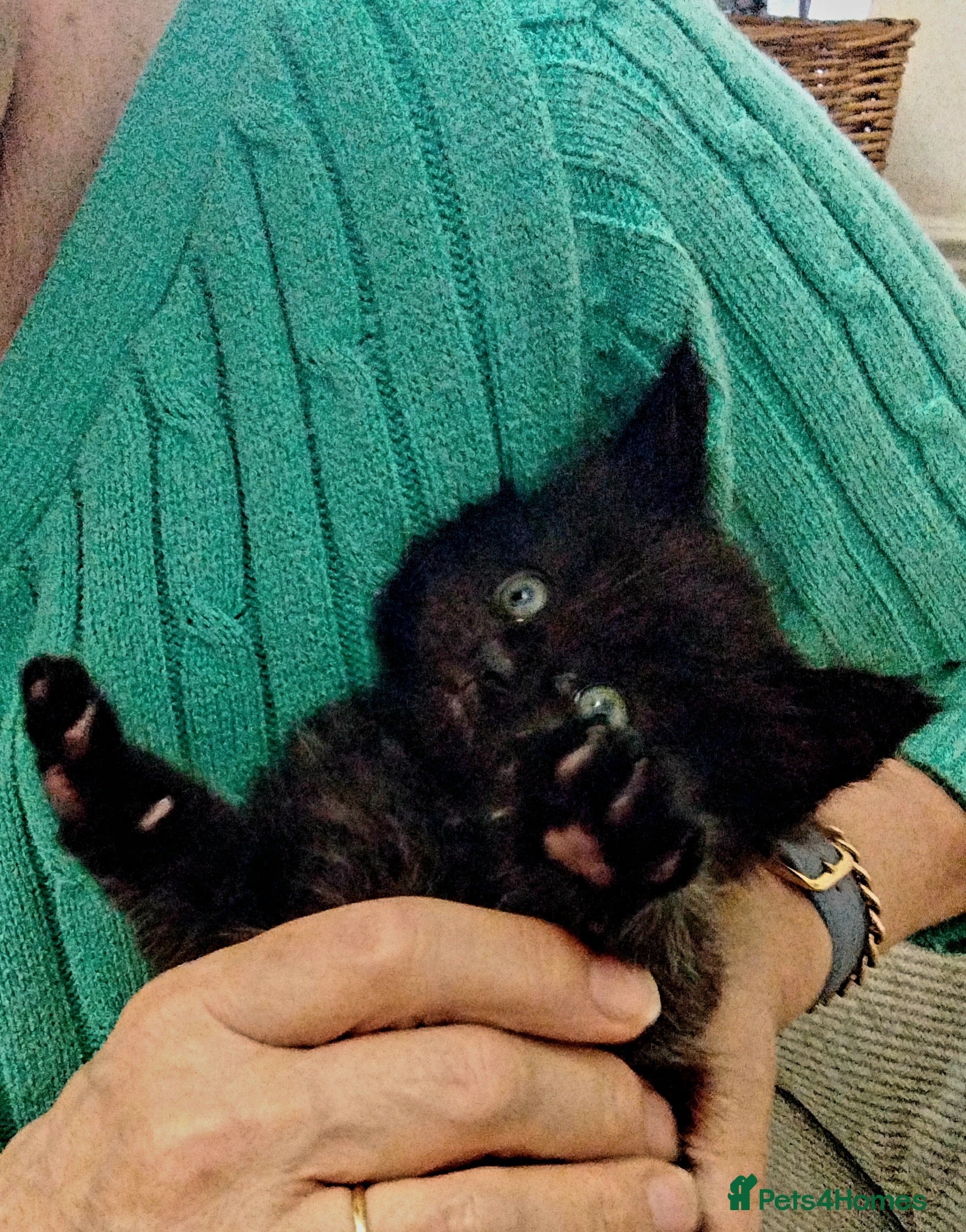 Maine Coon cats Exceptional Maine Coon kittens available - Advert 4