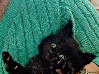 Maine Coon cats Exceptional Maine Coon kittens available - Advert 10