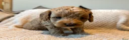 Cavapoo dogs for sale: 1 APRICOT BOY LEFT Beautiful F1B Cavapoo Puppies  - Advert 16