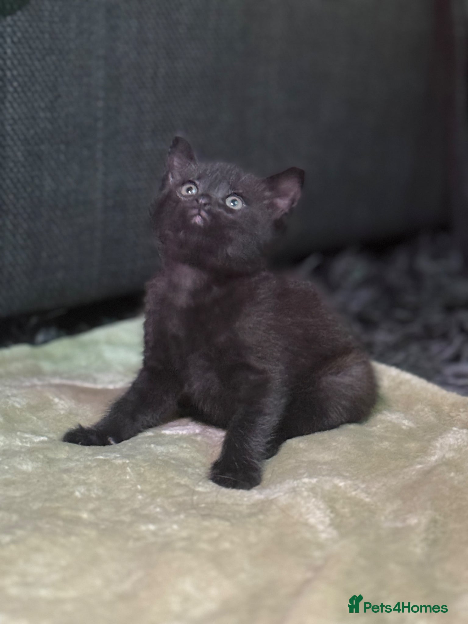 Siamese cats 3 LEFT!! 1/2 stunning Siamese Kittens  - Advert 2