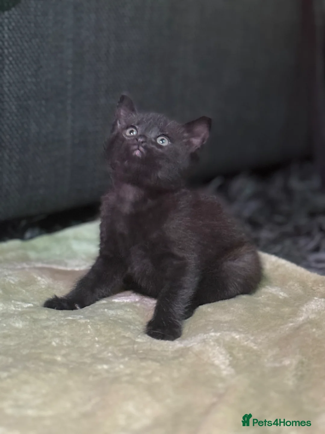 Siamese cats for sale: 3 LEFT!! 1/2 stunning Siamese Kittens  - Advert 1