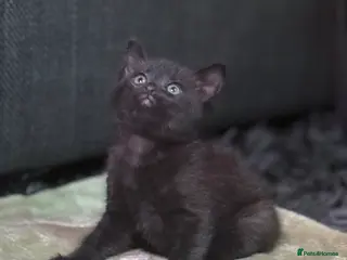 Siamese cats 3 LEFT!! 1/2 stunning Siamese Kittens - Advert 3