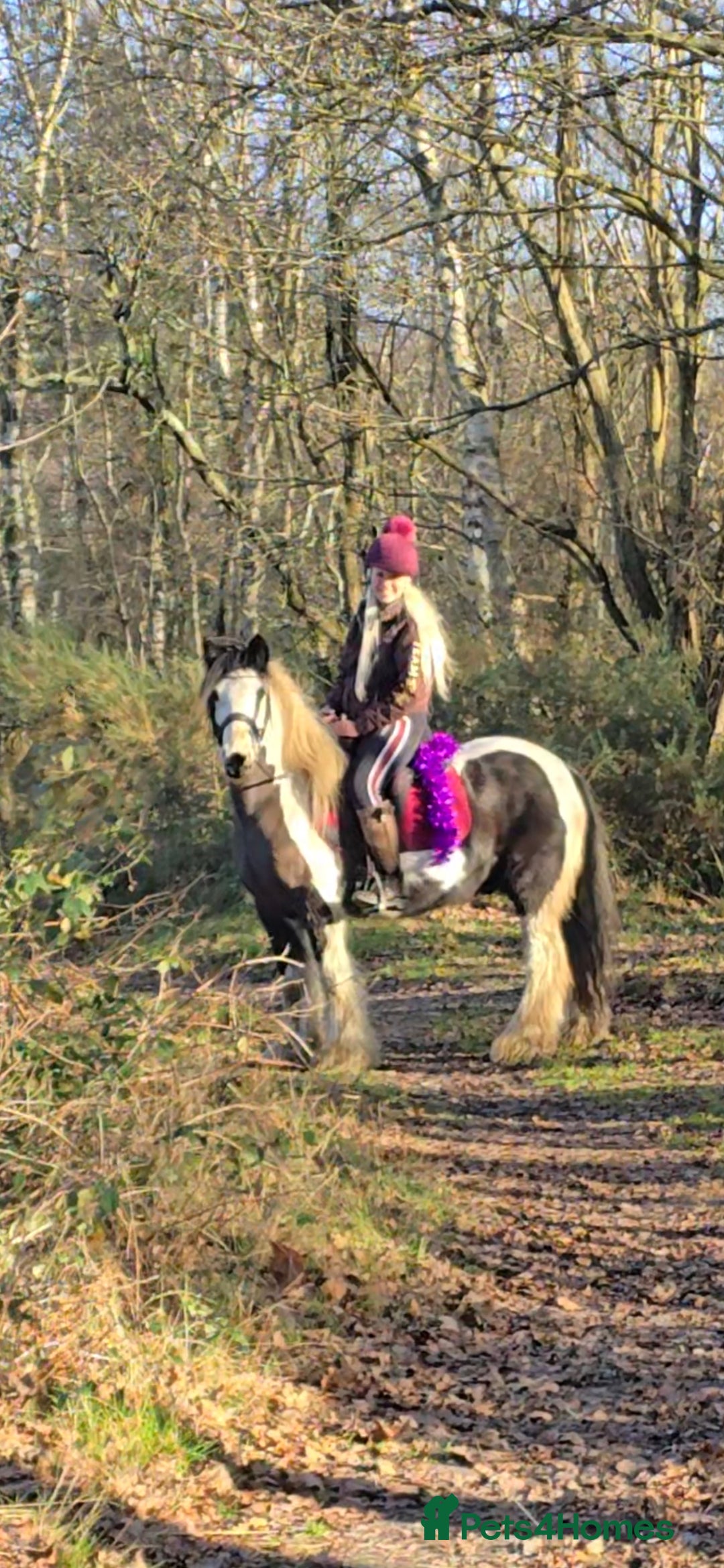 Irish Cob horses for sale: 13.1h Gypsie Cob gelding. - Advert 1