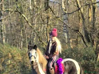 Irish Cob horses 13.1h Gypsie Cob gelding. - Advert 2