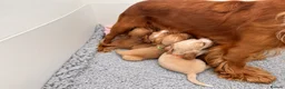 Cocker Spaniel dogs for sale:  🌟Exceptional Show Cocker Spaniel Puppies🌟 - Advert 6