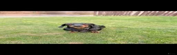 Miniature Dachshund dogs for sale: Male Dachshund  - Advert 4