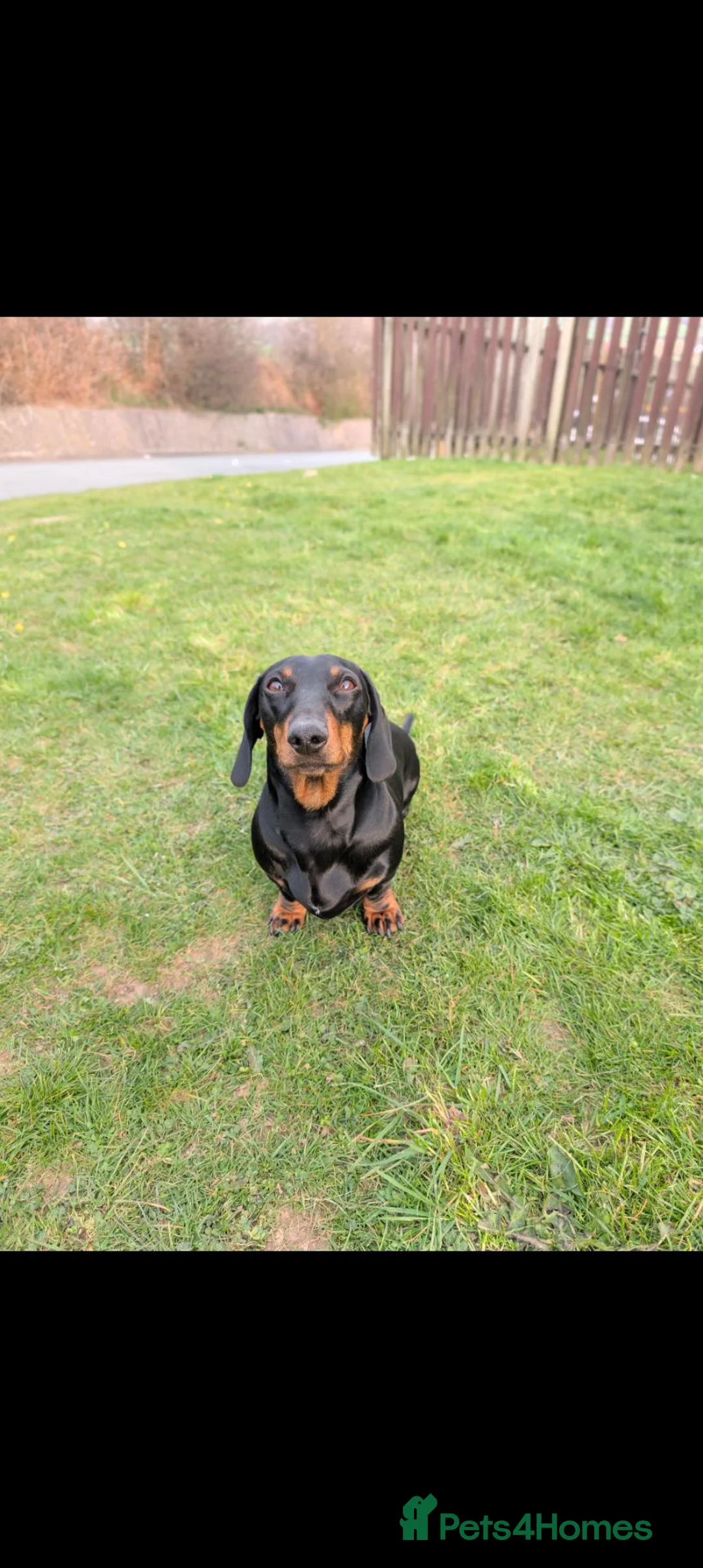 Miniature Dachshund dogs for sale: Male Dachshund  - Advert 4