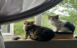 Domestic Shorthair cats for sale: Domestic short haired cat  - Image 4