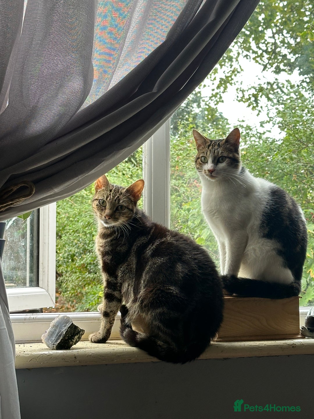 Domestic Shorthair cats for sale: Domestic short haired cat  - Image 4