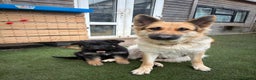 German Shepherd dogs for sale: 🐾 Beautiful Family-Raised German Shepherds 🐾 - Advert 22