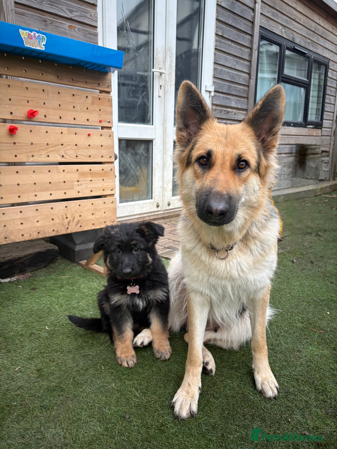 German Shepherd dogs for sale: 🐾 Beautiful Family-Raised German Shepherds 🐾 - Advert 22