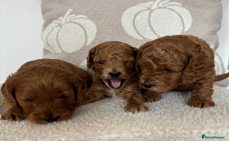 Cockapoo dogs - Advert 1